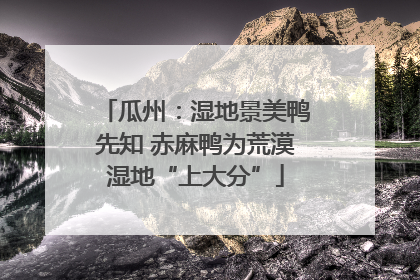 瓜州：湿地景美鸭先知 赤麻鸭为荒漠湿地“上大分”