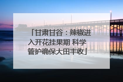甘肃甘谷：辣椒进入开花挂果期 科学管护确保大田丰收