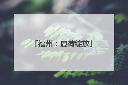 福州：夏荷绽放