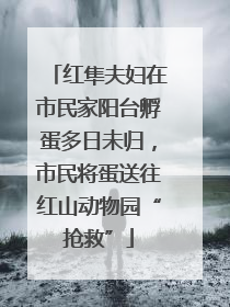 红隼夫妇在市民家阳台孵蛋多日未归，市民将蛋送往红山动物园“抢救”