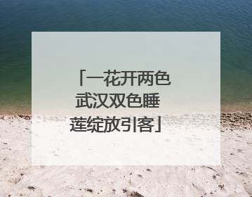 一花开两色 武汉双色睡莲绽放引客