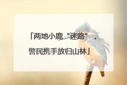两地小鹿“迷路”，警民携手放归山林
