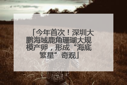 今年首次！深圳大鹏海域鹿角珊瑚大规模产卵，形成“海底繁星”奇观