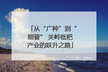 从“广种”到“细管” 关岭枇杷产业的跃升之路