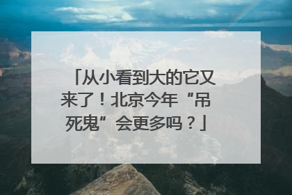 从小看到大的它又来了！北京今年“吊死鬼”会更多吗？