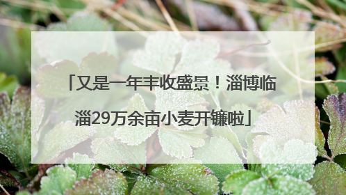又是一年丰收盛景！淄博临淄29万余亩小麦开镰啦