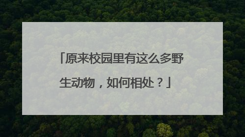 原来校园里有这么多野生动物，如何相处？