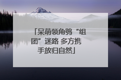 呆萌领角鸮“组团”迷路 多方携手放归自然