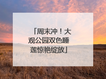 周末冲！大观公园双色睡莲惊艳绽放