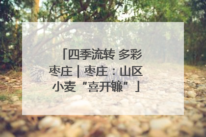 四季流转 多彩枣庄｜枣庄：山区小麦“喜开镰”