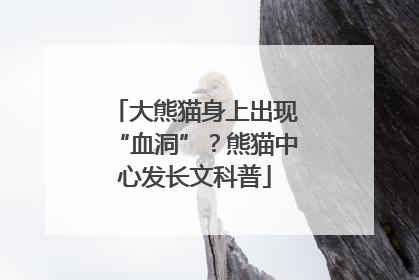 大熊猫身上出现“血洞”？熊猫中心发长文科普