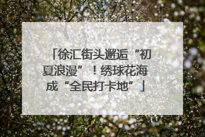 徐汇街头邂逅“初夏浪漫”！绣球花海成“全民打卡地”