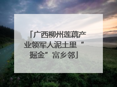 广西柳州莲藕产业领军人泥土里“掘金”富乡邻