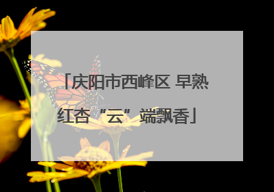 庆阳市西峰区 早熟红杏“云”端飘香