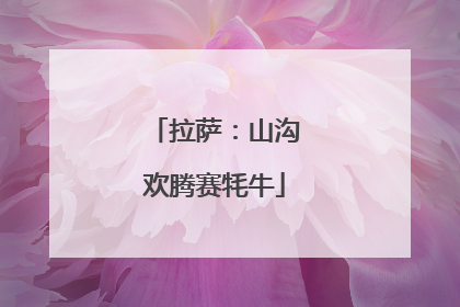 拉萨：山沟欢腾赛牦牛