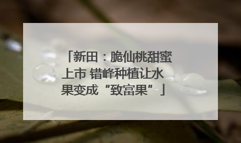 新田：脆仙桃甜蜜上市 错峰种植让水果变成“致富果”