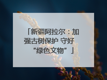 新疆阿拉尔：加强古树保护 守好“绿色文物”