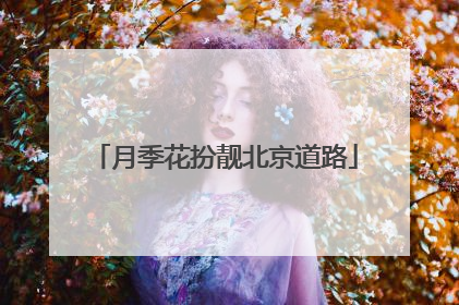 月季花扮靓北京道路