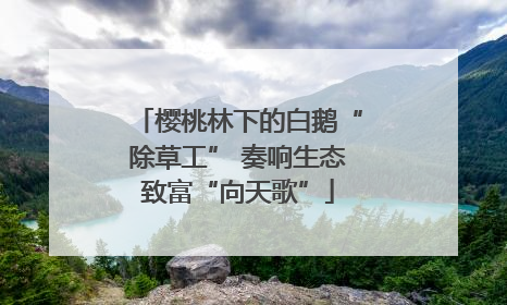 樱桃林下的白鹅“除草工” 奏响生态致富“向天歌”