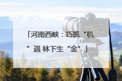 河南西峡：巧抓“机”遇 林下生“金”
