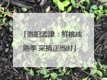洛阳孟津：鲜桃成熟季 采摘正当时