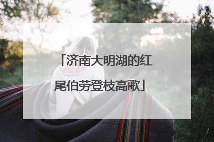 济南大明湖的红尾伯劳登枝高歌
