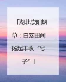 湖北崇阳烟草：白芨田间扬起丰收“号子”