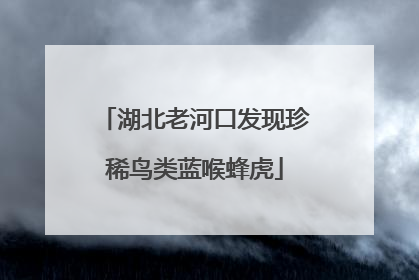 湖北老河口发现珍稀鸟类蓝喉蜂虎