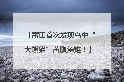 莆田首次发现鸟中“大熊猫”黄腹角雉！
