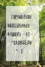 肥城市新城街道孙庄村藏有一片“扶郎花海”