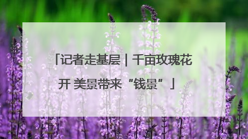 记者走基层｜千亩玫瑰花开 美景带来“钱景”