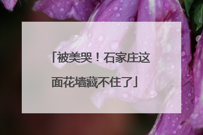 被美哭！石家庄这面花墙藏不住了