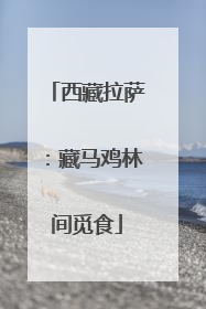 西藏拉萨：藏马鸡林间觅食