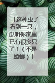 这种虫子看到一只，说明你家里已有很多只了！（不是蟑螂）