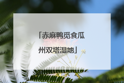 赤麻鸭觅食瓜州双塔湿地