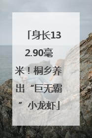 身长132.90毫米！桐乡养出“巨无霸”小龙虾
