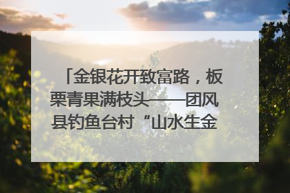 金银花开致富路，板栗青果满枝头——团风县钓鱼台村“山水生金”谱写共富新篇章