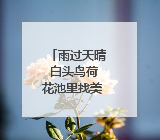 雨过天晴 白头鸟荷花池里找美食｜图集