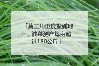 黄三角重度盐碱地上，油菜测产每亩超过180公斤