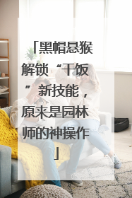 黑帽悬猴解锁“干饭”新技能，原来是园林师的神操作