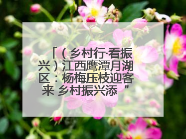 （乡村行·看振兴）江西鹰潭月湖区：杨梅压枝迎客来 乡村振兴添“梅”景